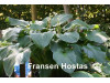 Hosta 